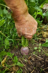 117104 Rettich im Garten