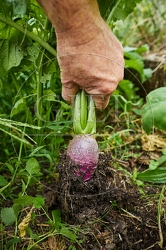 117105 Rettich im Garten