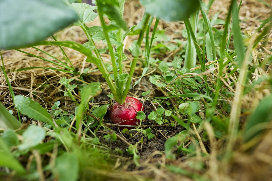 117110 Radieschen