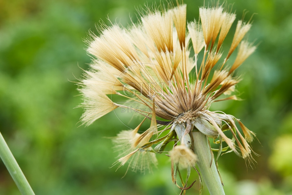 117118 Samen der Haferwurzel