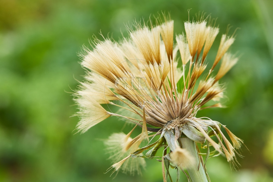 117119 Samen der Haferwurzel