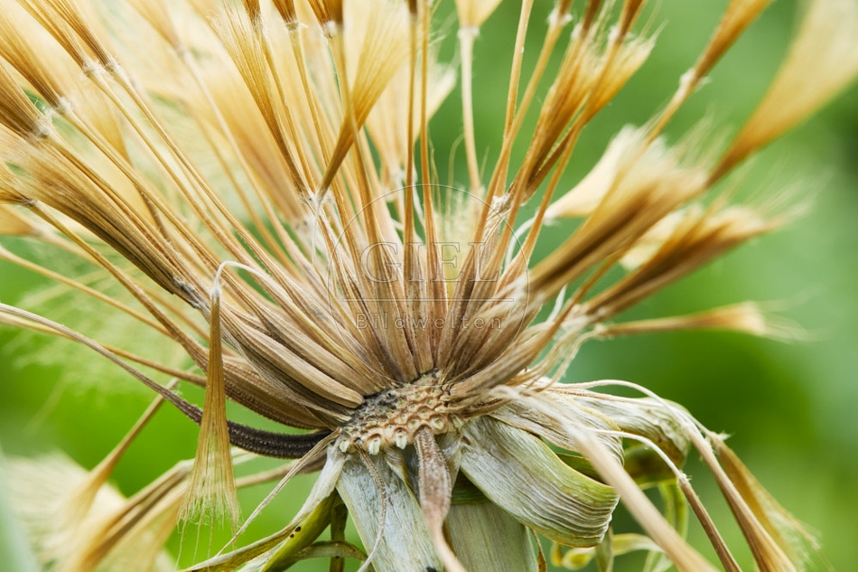 117120 Samen der Haferwurzel