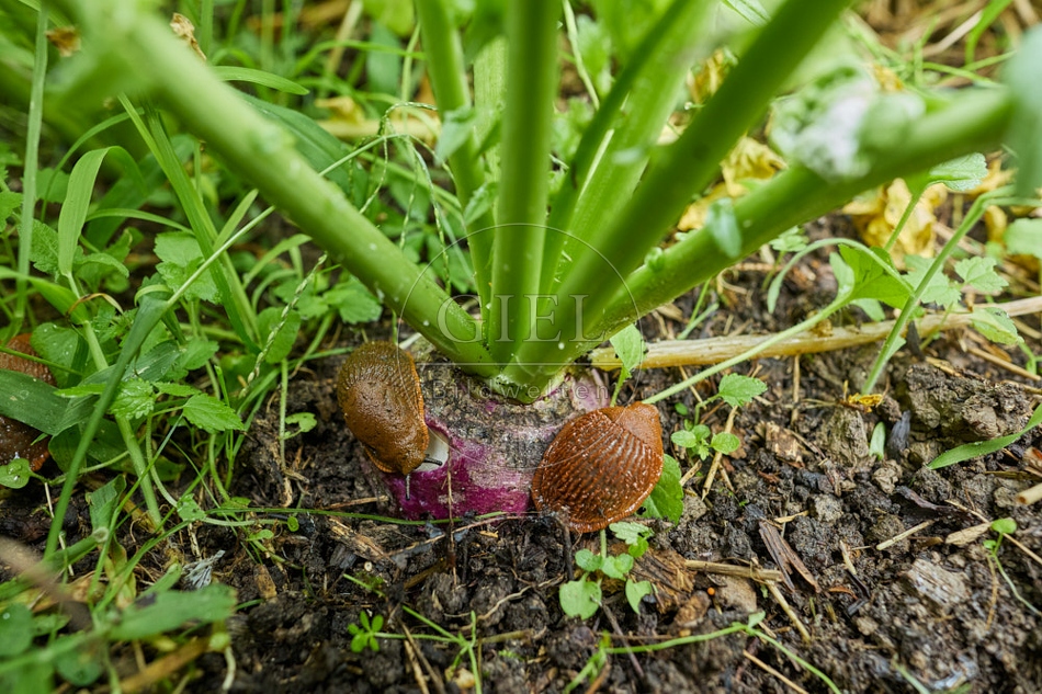 117121 Schnecken fressen an Rettich