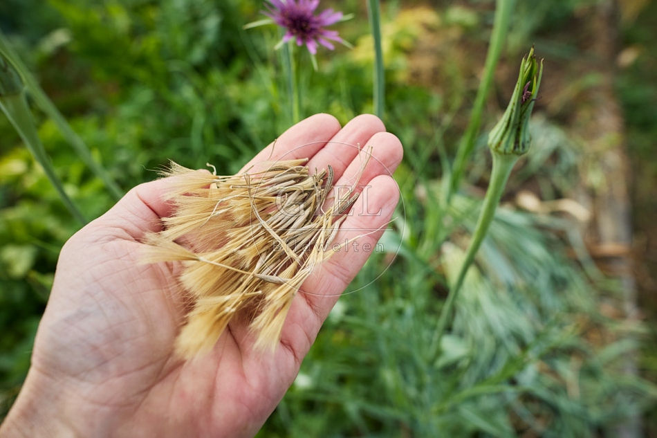 117122 Samen der Haferwurzel