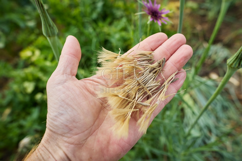 117123 Samen der Haferwurzel