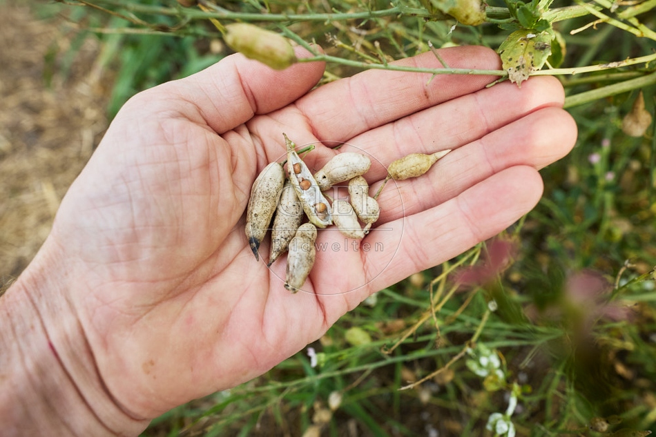 117124 Samen von Radieschen