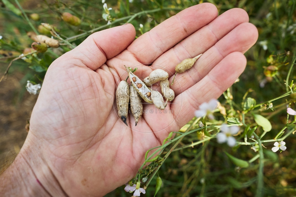 117125 Samen von Radieschen