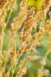 117127 Samen der Gartenmelde