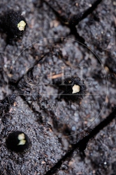 117129 Pflanzballen mit einem Samenkorn