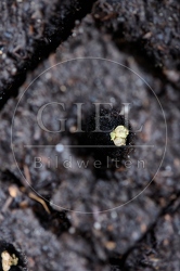 117130 Pflanzballen mit einem Samenkorn