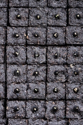 117131 Pflanzballen mit einem Samenkorn