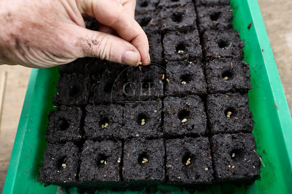 117132 Pflanzballen mit einem Samenkorn