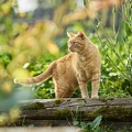 117153 Hauskatze im Gemüsegarten