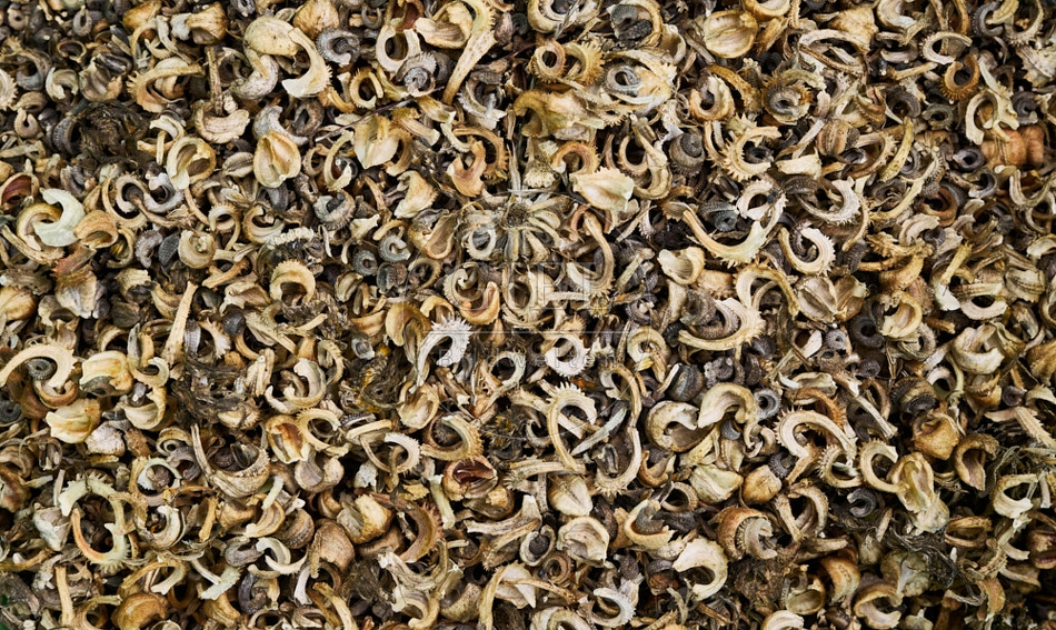 117255 Samen der Ringelblume