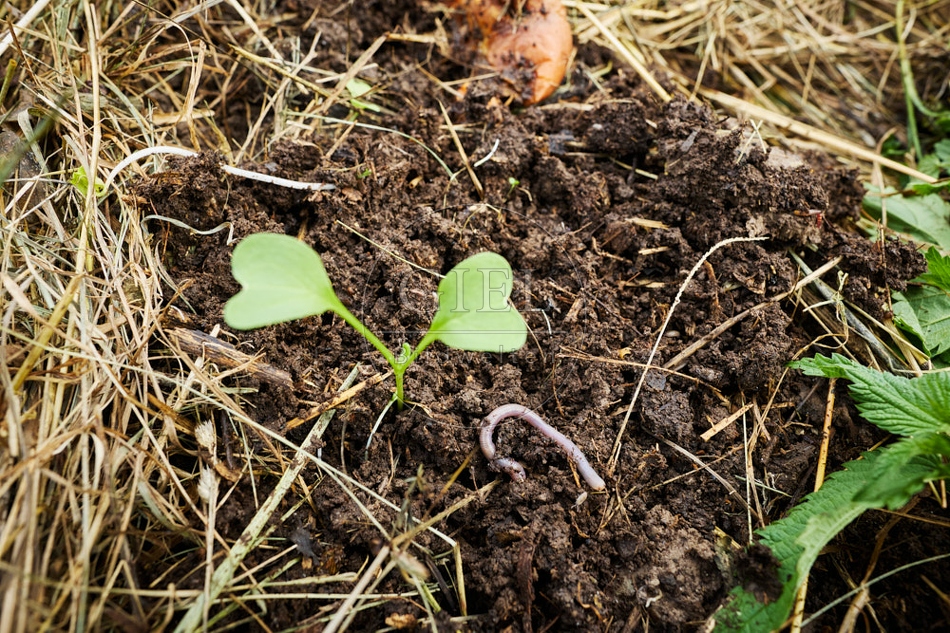 117257 Pak Choi Pflänzchen und Regenwurm