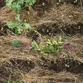 117258 Gartenbeet mit Mulchschicht und jungen Plänzchen