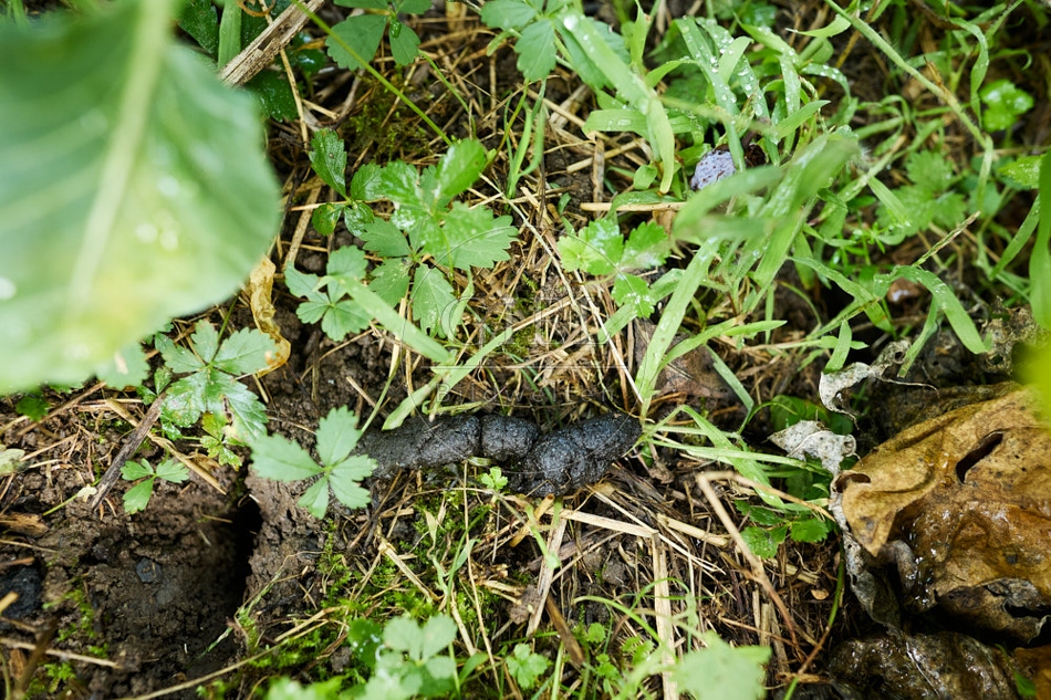 117259 Kot vom Igel im Garten
