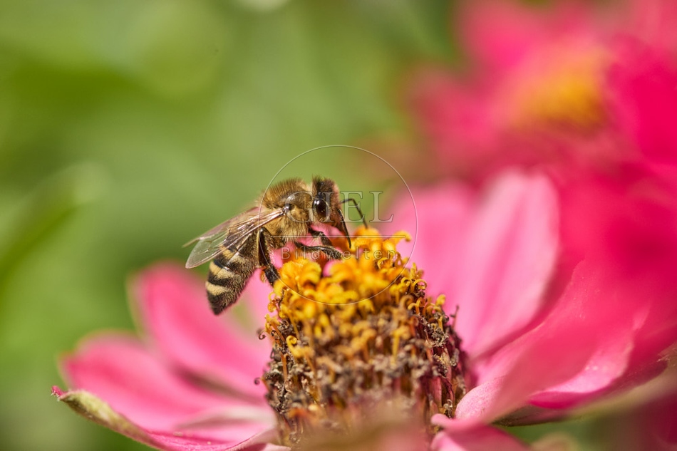 117270 Honigbiene auf Blüte der Zinnie