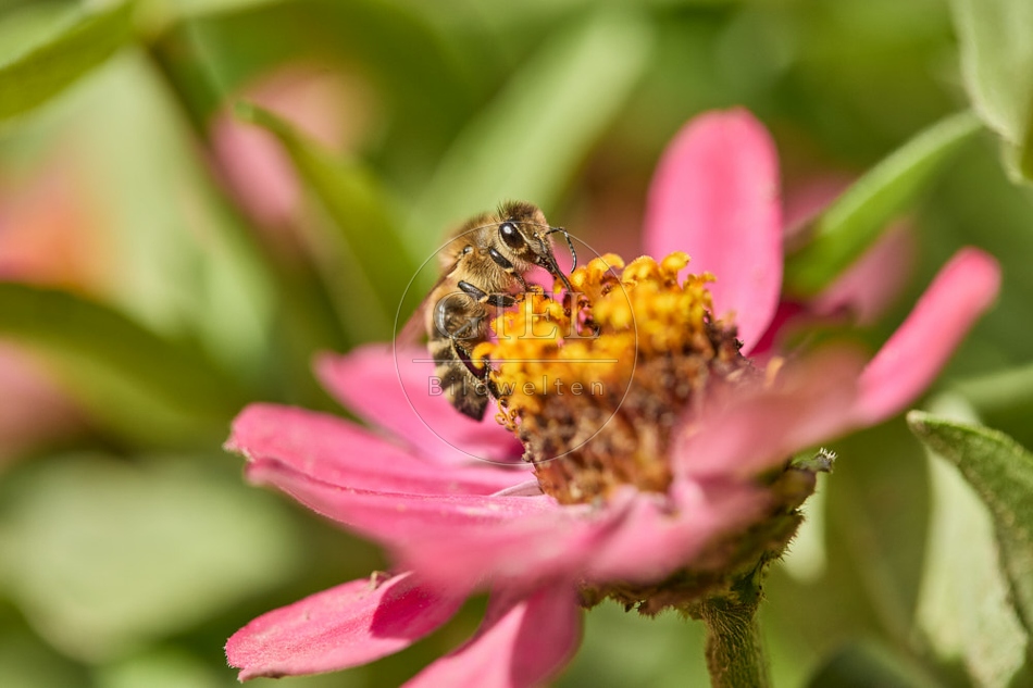 117271 Honigbiene auf Blüte der Zinnie