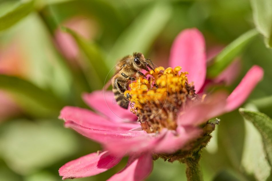 117272 Honigbiene auf Blüte der Zinnie