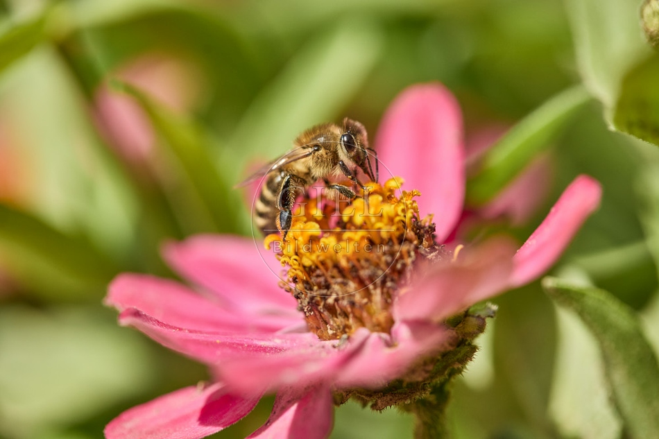 117273 Honigbiene auf Blüte der Zinnie