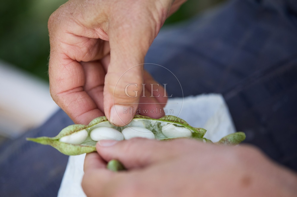 117275 Stangenbohne Neckarkönigin