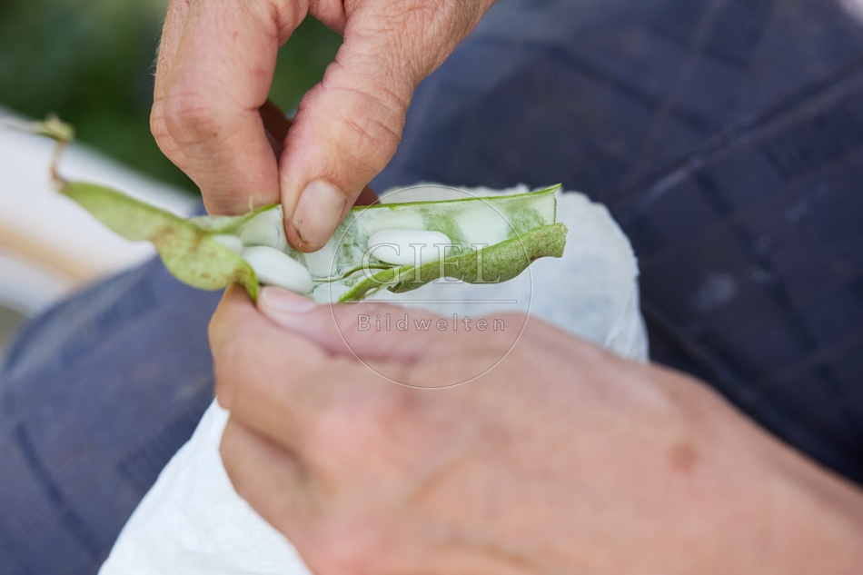 117276 Stangenbohne Neckarkönigin