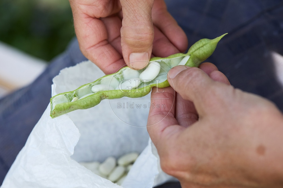 117277 Stangenbohne Neckarkönigin