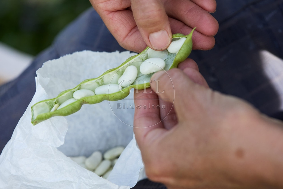 117278 Stangenbohne Neckarkönigin