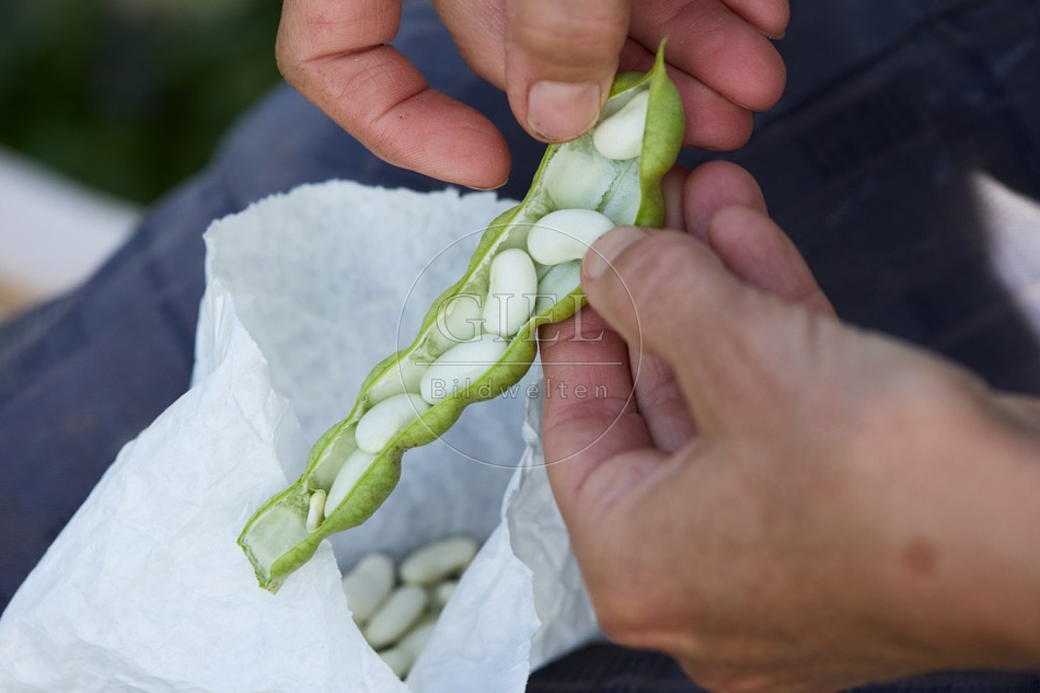 117279 Stangenbohne Neckarkönigin