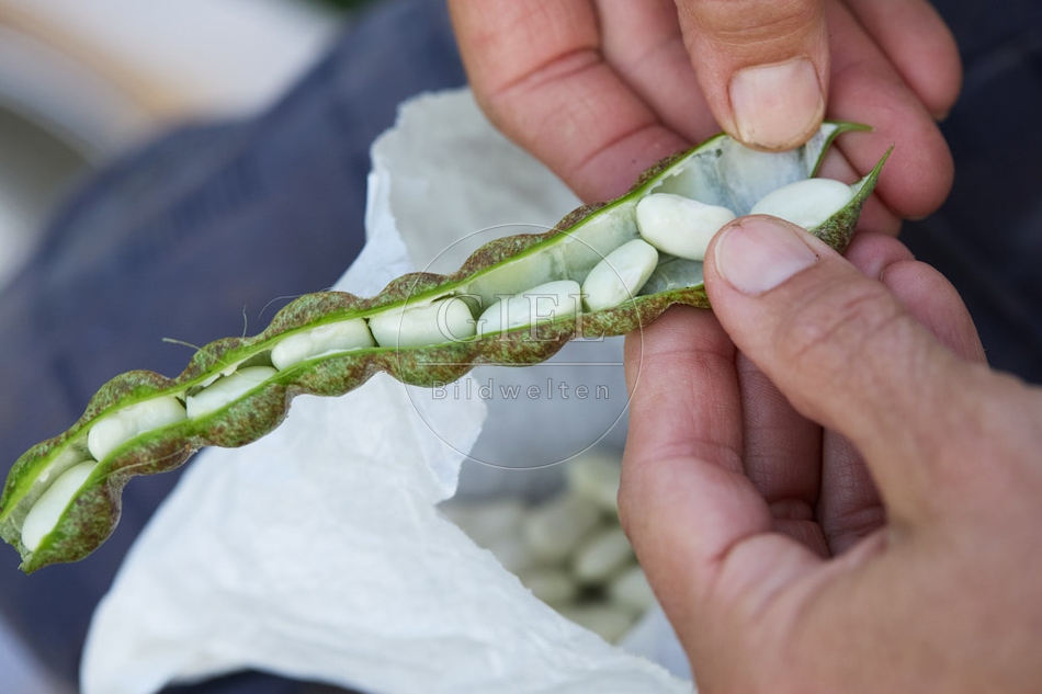 117280 Stangenbohne Neckarkönigin