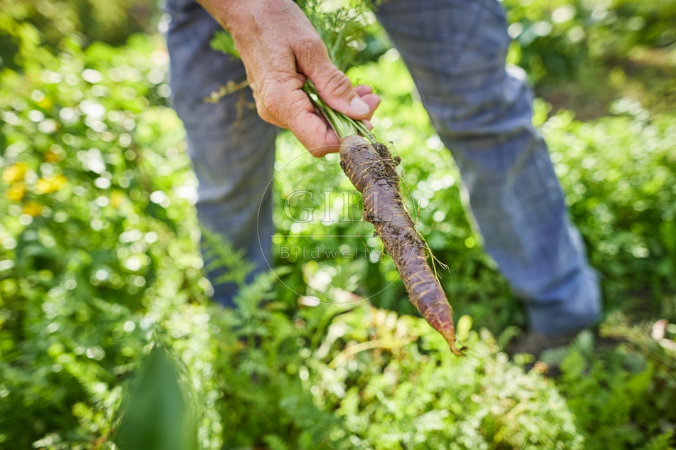 117282 Karotten ernten