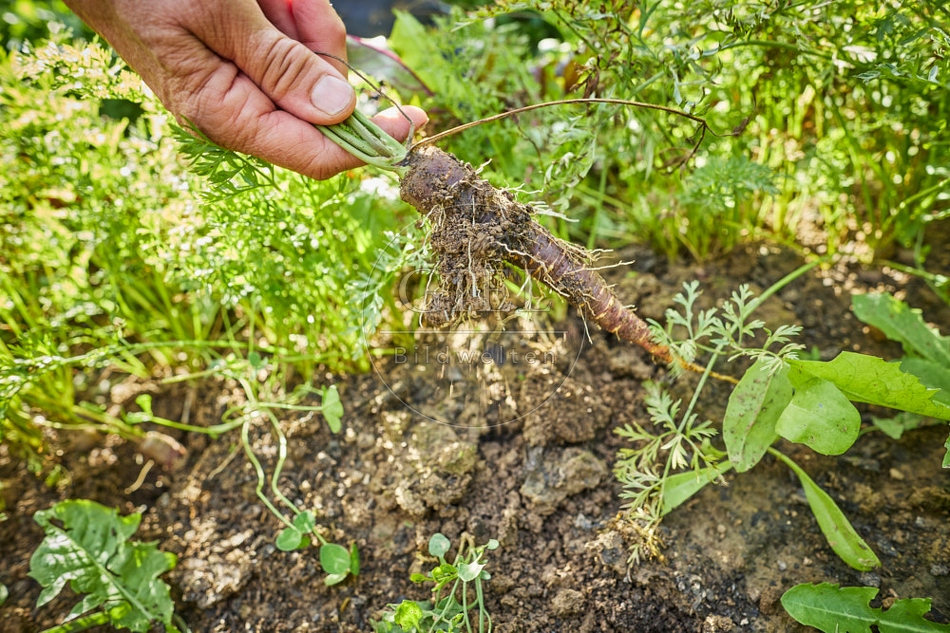 117283 Karotten ernten