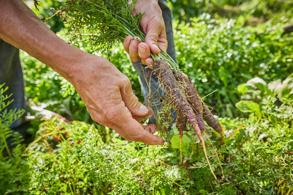 117284 Karotten ernten