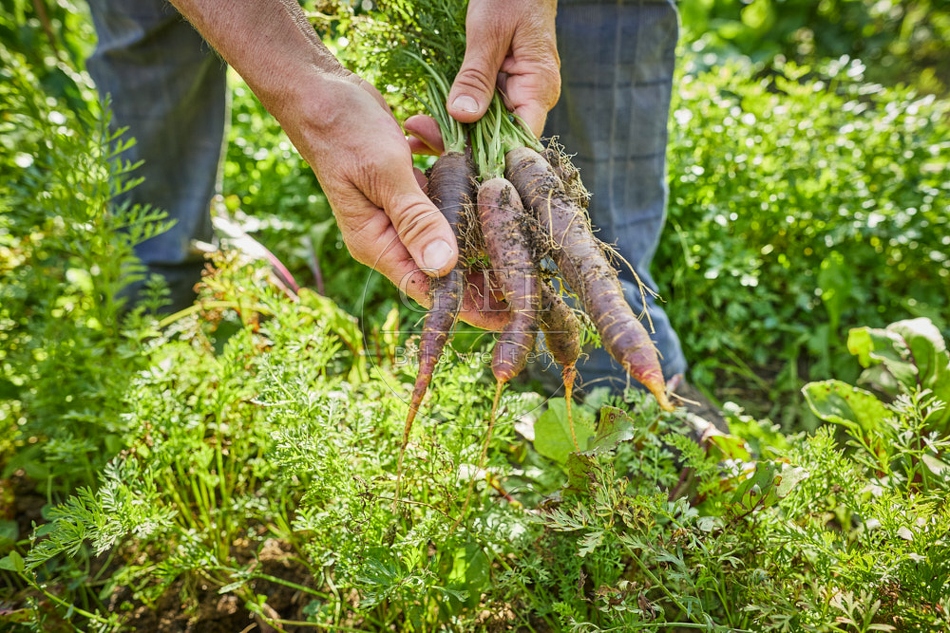 117285 Karotten ernten