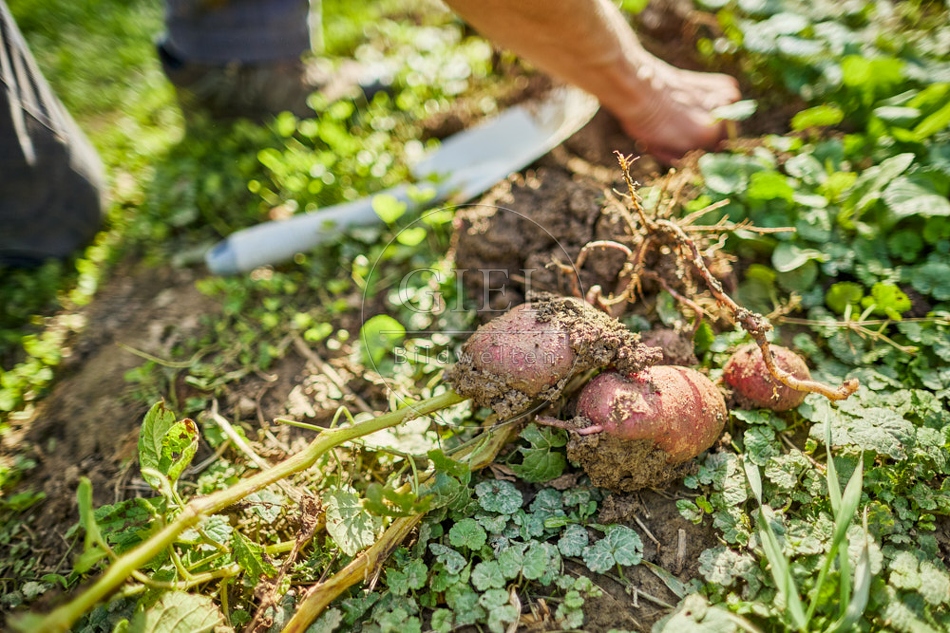 117288 Kartoffeln ernten, Sorte Cheyenne