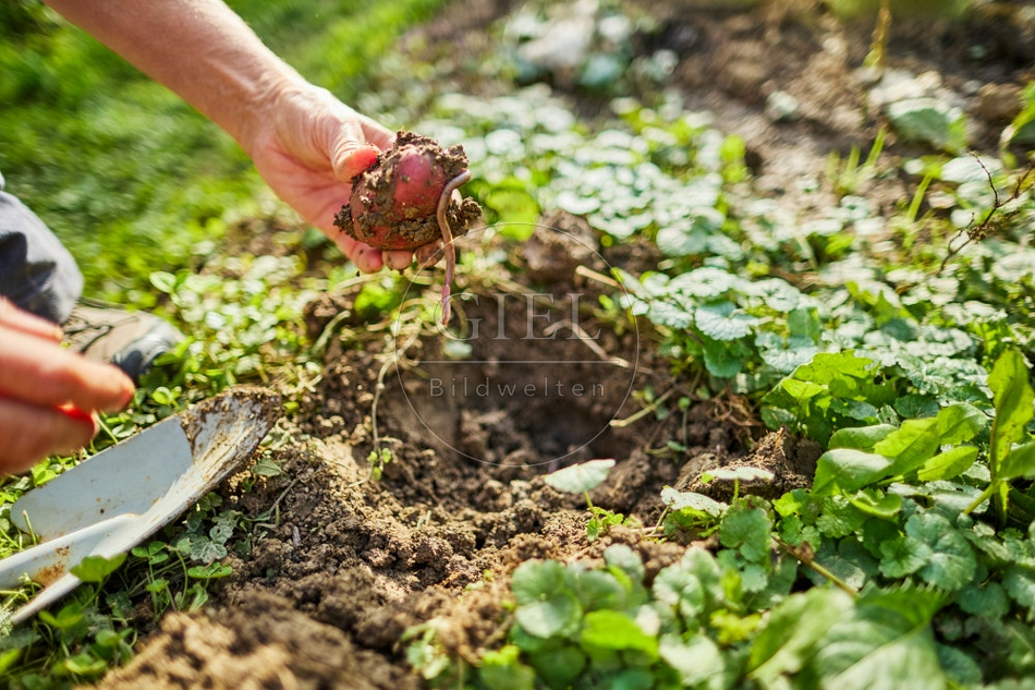 117289 Kartoffeln ernten, Sorte Cheyenne