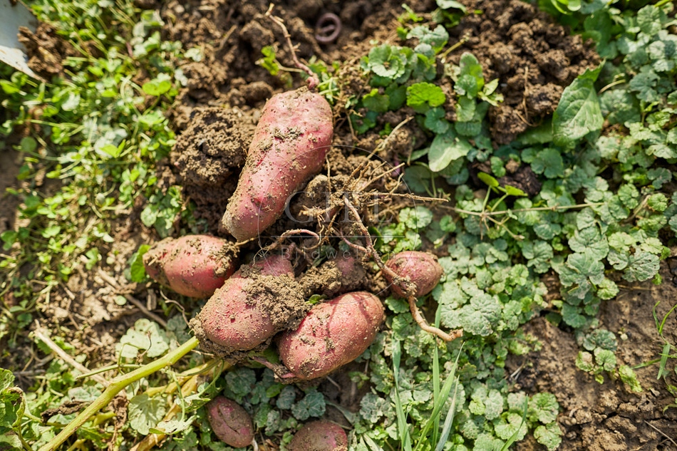 117290 Kartoffeln ernten, Sorte Cheyenne