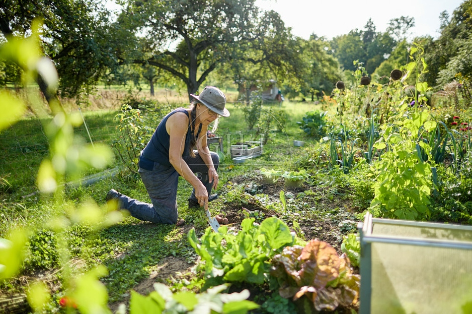 117291 Kartoffeln ernten, Gartenarbeit
