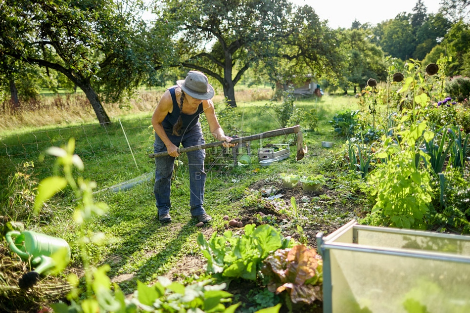 117292 Kartoffeln ernten, Gartenarbeit