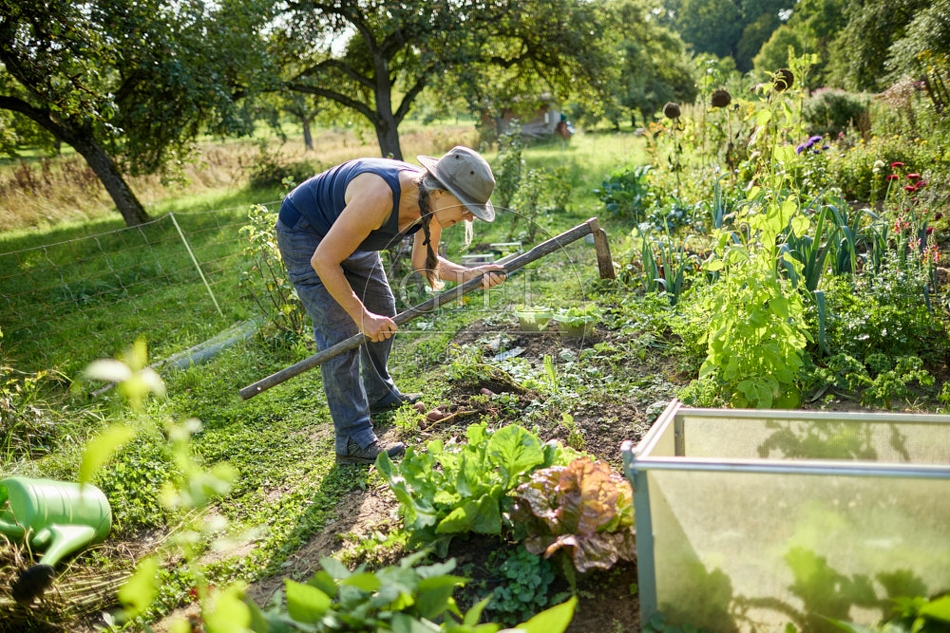 117293 Kartoffeln ernten, Gartenarbeit