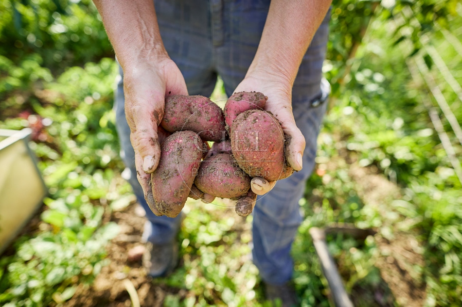 117294 Kartoffeln ernten, Sorte Cheyenne