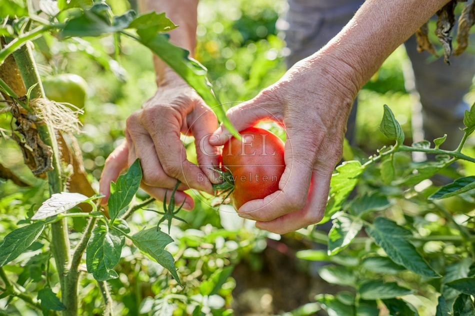 117296 Tomaten ernten