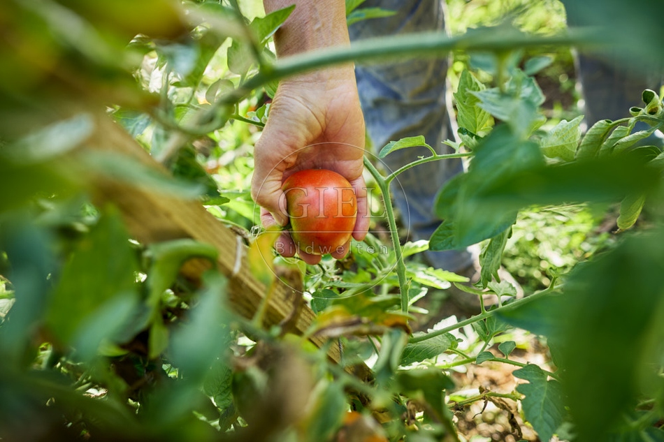 117297 Tomaten ernten
