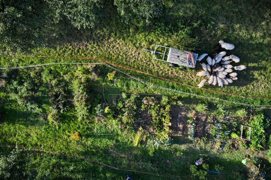 117300 Gemüsegarten von oben