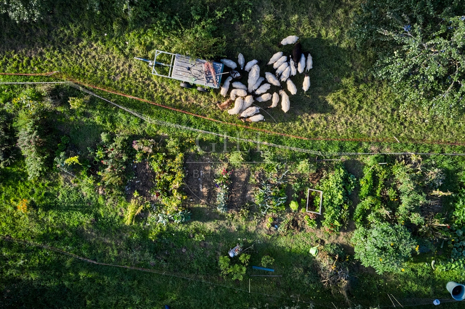 117301 Gemüsegarten von oben