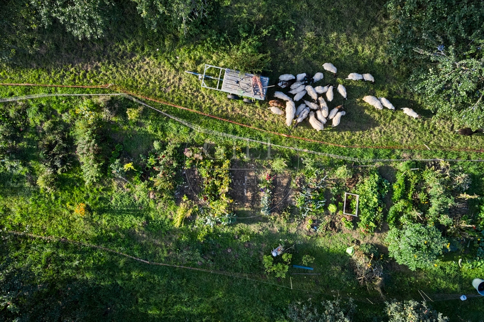 117302 Gemüsegarten von oben