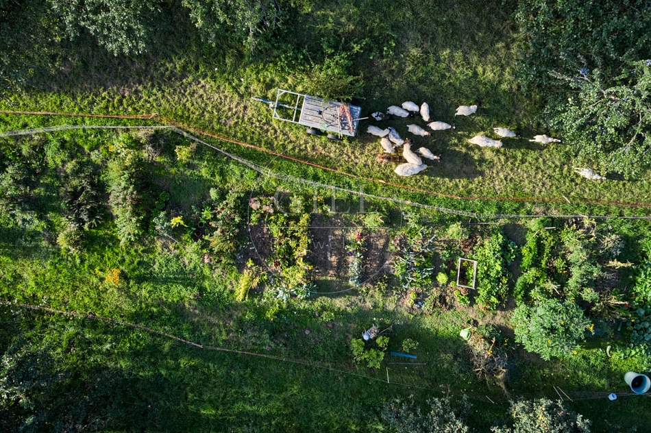 117303 Gemüsegarten von oben