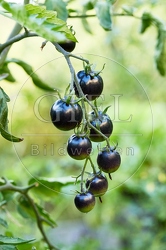 117305 Schwarze Tomaten