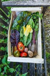 117307 Geerntetes Gemüse, Gemüsekiste